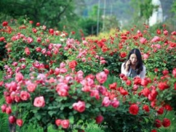 花卉旅游，“花为媒”带动“美丽经济”升级