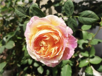 100种玫瑰花的名字，来了解下不同颜色的品种月季