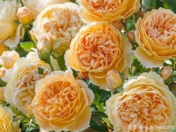 大花香水月季的养护方法，分享10种花香飘满屋