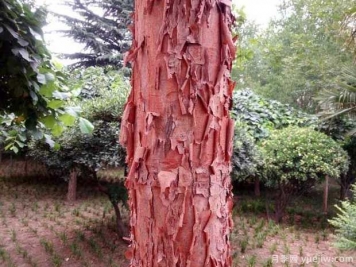 血皮槭的图片特点和种植养护
