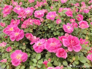 仙境盆栽月季杯苗粉色丰花，绿化工程批发