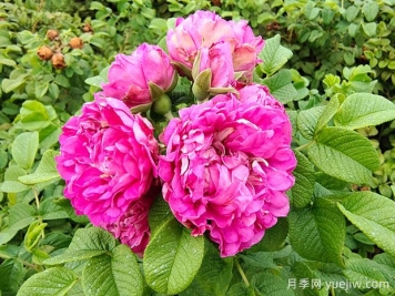 紫枝玫瑰，一年多次开花的绿化玫瑰