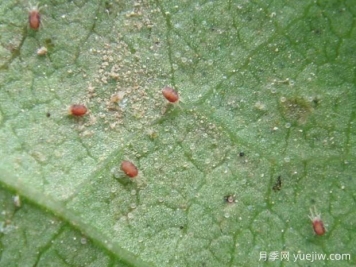 月季常见病虫害之红蜘蛛的习性和防治措施