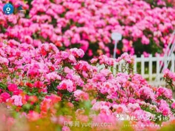 2024年第二届杭州市月季花展举办，赏500万株月季