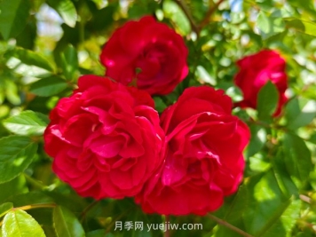 月季红木香爆花机器，花艳丽花量大花期长