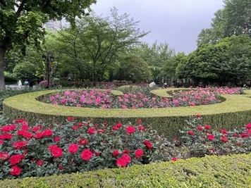 上海复兴公园月季园，月季花开献给市民的视觉盛宴