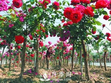 新品“月季树”为北京市花添色彩，居然引种自南阳内乡