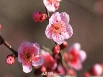 淮北市的市花是什么？月季花的花语寓意